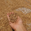 JHM Coriander Powder