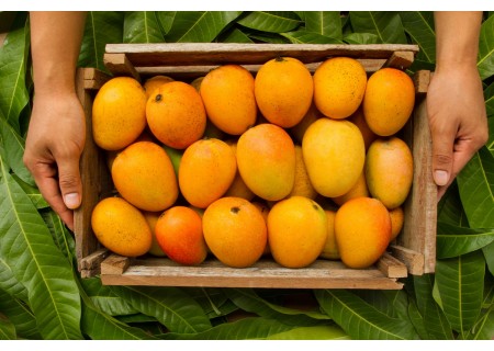 Mangoes nutritional values and benefits and interesting ways to consume them